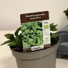 Mentha spicata SWISS MINT