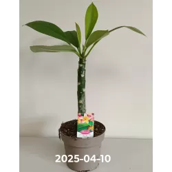 Raudonasis jostras - Plumeria rubra TRI-COLOUR