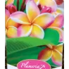 Raudonasis jostras - Plumeria rubra TRI-COLOUR