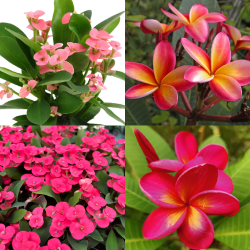 Plumeria + euphorbia millii