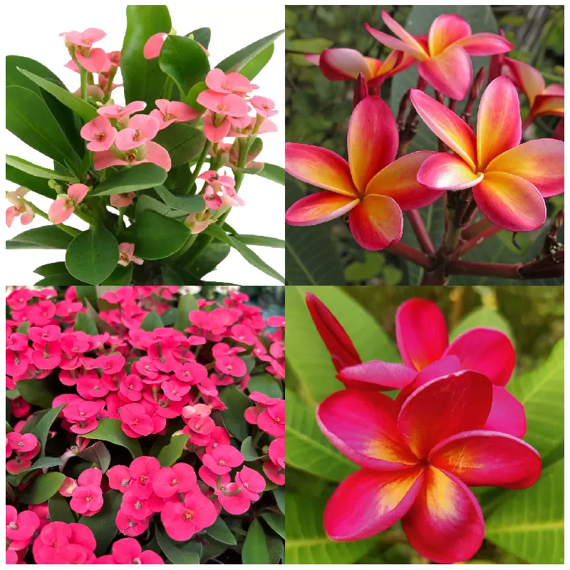 Plumeria + euphorbia millii