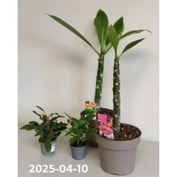 Plumeria + euphorbia millii