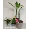 Plumeria + euphorbia millii