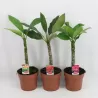Plumeria + euphorbia millii