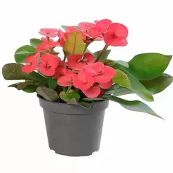 Du kolekciniai jostrai + dvi karpažolės dovanų