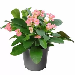 Du kolekciniai jostrai + dvi karpažolės dovanų