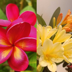 Frangipani + clivia Citrina