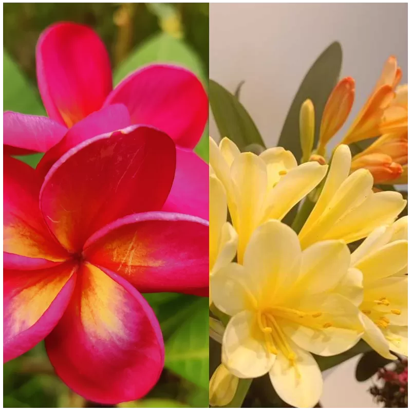 Frangipani + clivia Citrina