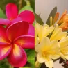 Frangipani + clivia Citrina