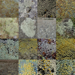 Australinė raulija - Raoulia australis GANDALF