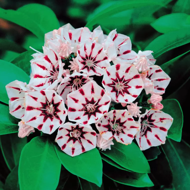 Plačialapis grėsvis (kalmija) - Kalmia latifolia PEPPERMINT Plačialapis grėsvis (kalmija) - Kalmia latifolia PEPPERMINT