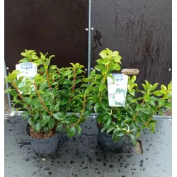 Plačialapis grėsvis (kalmija) - Kalmia latifolia ZEBULON