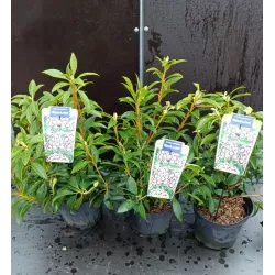 Kalmia latifolia BLACK LABEL