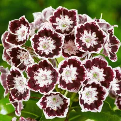 Plačialapis grėsvis (kalmija) - Kalmia latifolia BLACK LABEL