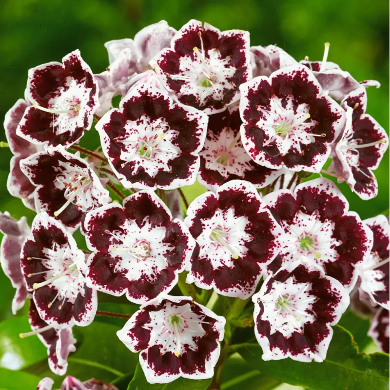 Kalmia latifolia BLACK LABEL