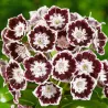 Plačialapis grėsvis (kalmija) - Kalmia latifolia BLACK LABEL