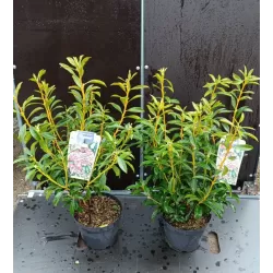 Kalmia latifolia PINWHEEL