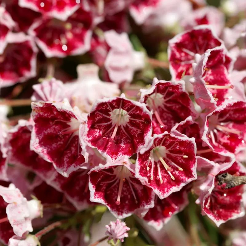 Plačialapis grėsvis (kalmija) - Kalmia latifolia PINWHEEL