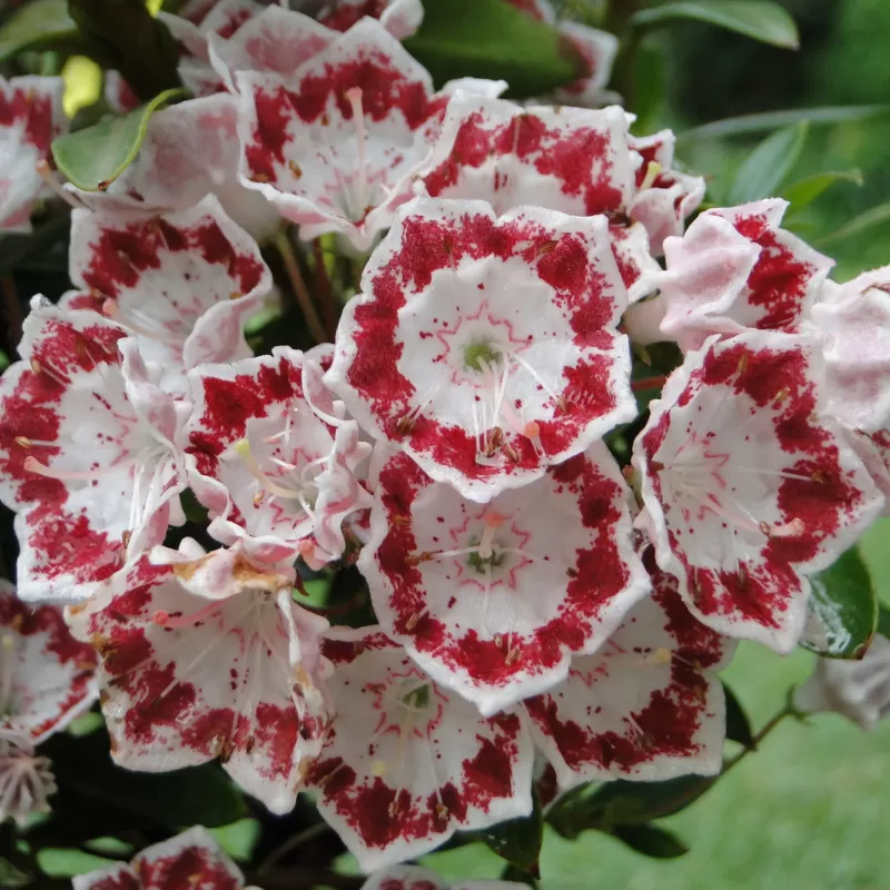 Kalmia latifolia GINKONA