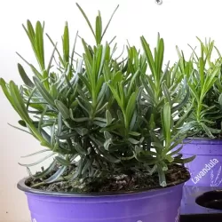 Tikroji levanda - Lavandula angustifolia MUNSTEAD