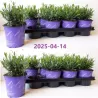 Tikroji levanda - Lavandula angustifolia MUNSTEAD