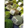 Mossy Precious Earth Spring Mix