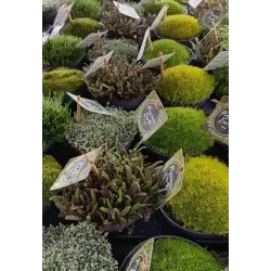 Mossy Precious Earth Spring Mix