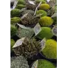 Samanų rinkinys - Mossy Precious Earth Spring Mix