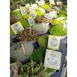 Mossy Precious Earth Spring Mix