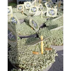 Mossy Precious Earth Spring Mix