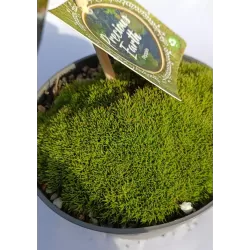 Mossy Precious Earth Spring Mix