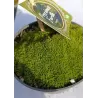 Mossy Precious Earth Spring Mix