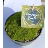 Samanų rinkinys - Mossy Precious Earth Spring Mix
