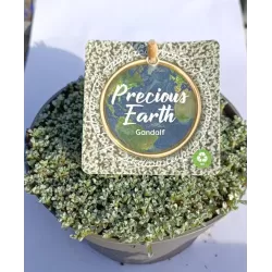 Mossy Precious Earth Spring Mix