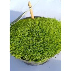 Samanų rinkinys - Mossy Precious Earth Spring Mix