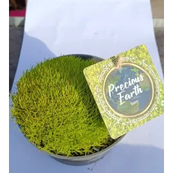 Samanų rinkinys - Mossy Precious Earth Spring Mix