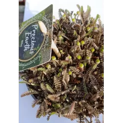 Mossy Precious Earth Spring Mix