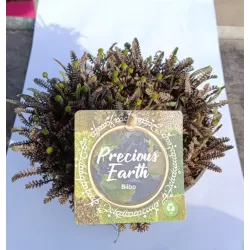 Samanų rinkinys - Mossy Precious Earth Spring Mix