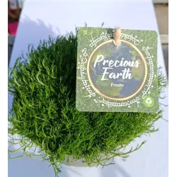 Samanų rinkinys - Mossy Precious Earth Spring Mix