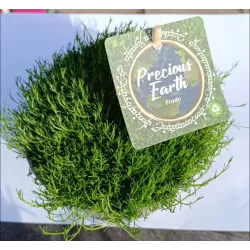 Samanų rinkinys - Mossy Precious Earth Spring Mix