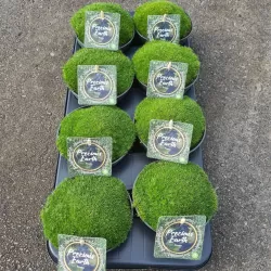 Siūlinė žemenė - Sagina subulata SUPREME