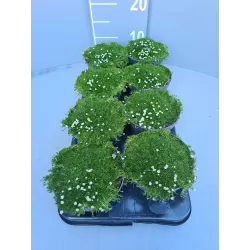 Siūlinė žemenė - Sagina subulata SUPREME