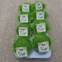 Siūlinė žemenė - Sagina subulata SUPREME