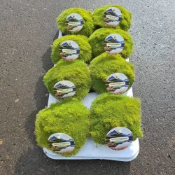 Sclerantus biflorus PEPPIN