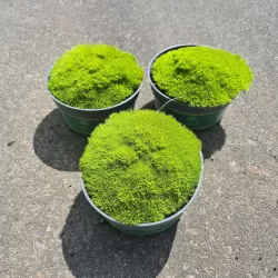 Sclerantus biflorus PEPPIN