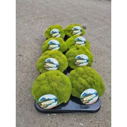 Sclerantus biflorus PEPPIN