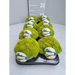 Sclerantus biflorus PEPPIN