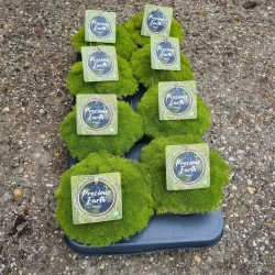 Sclerantus biflorus PEPPIN