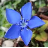 Pavasarinis gencijonas - Gentiana verna angulosa BLUE GENTLEMEN