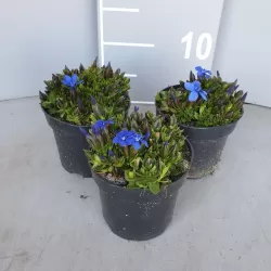 Gentiana verna angulosa BLUE GENTLEMEN